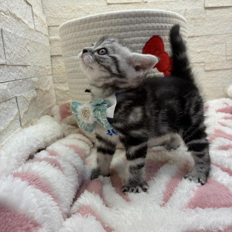 販売中の埼玉県のアメリカンショートヘア-138972の8枚目