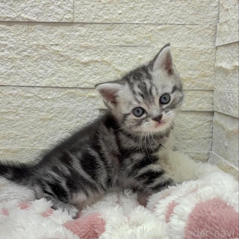 販売中の埼玉県のアメリカンショートヘア-138972の7枚目