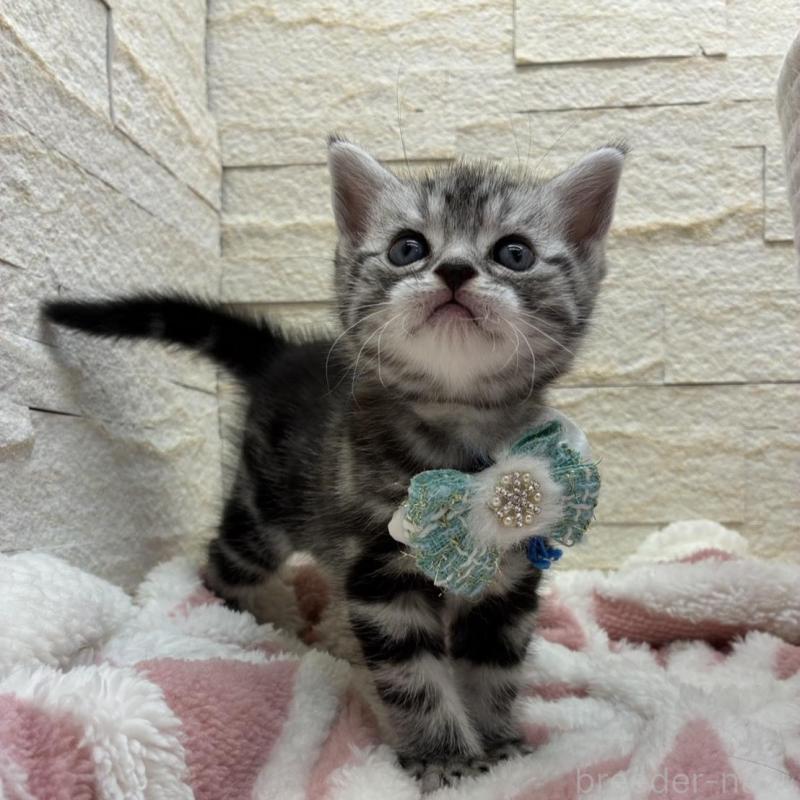 販売中の埼玉県のアメリカンショートヘア-138972の6枚目