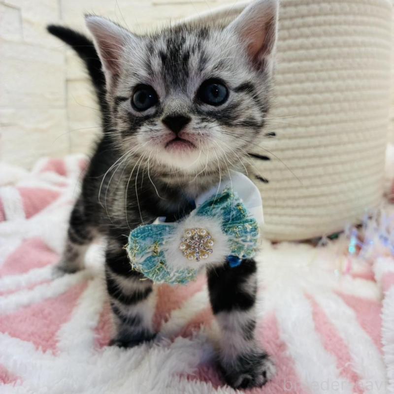 販売中の埼玉県のアメリカンショートヘア-138972の5枚目