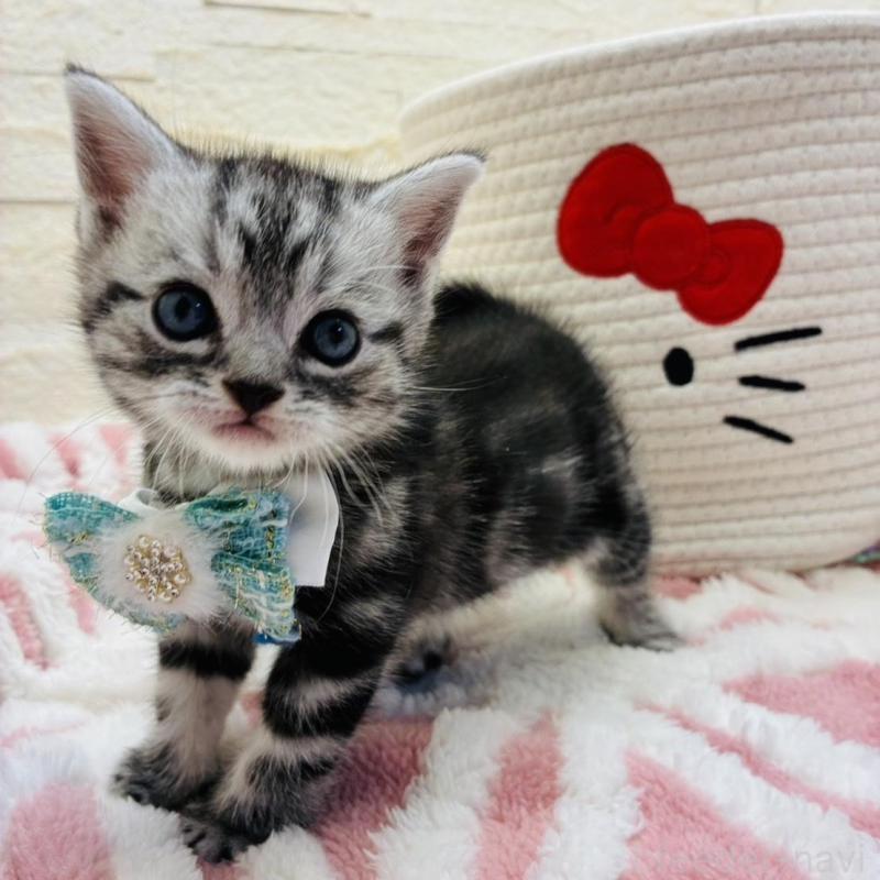 販売中の埼玉県のアメリカンショートヘア-138972の1枚目