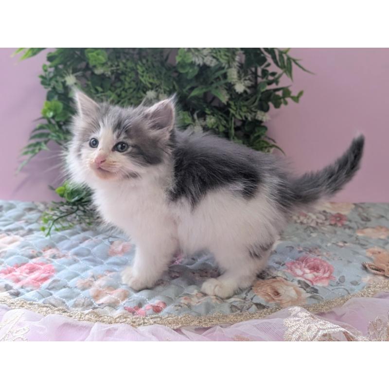 販売中の愛知県のノルウェージャンフォレストキャット-138973の5枚目