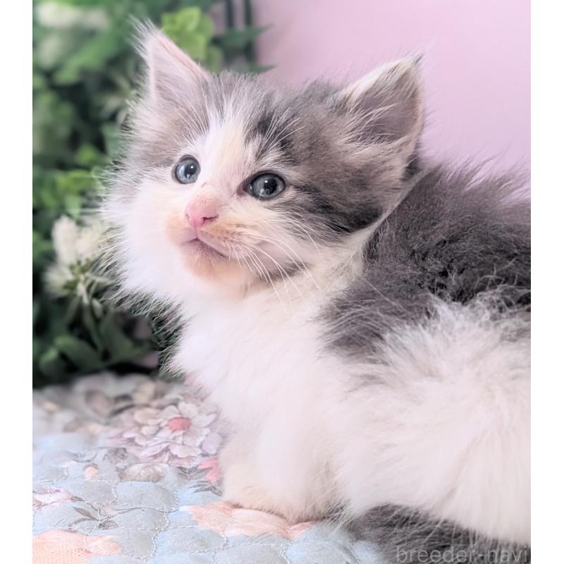 販売中の愛知県のノルウェージャンフォレストキャット-138973の3枚目