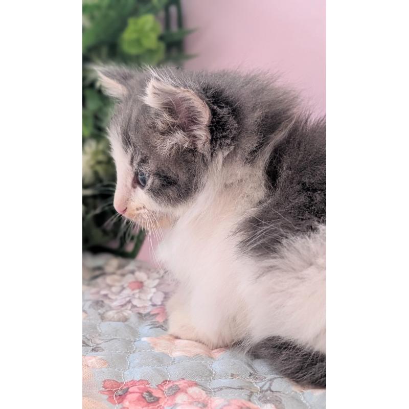 販売中の愛知県のノルウェージャンフォレストキャット-138973の2枚目