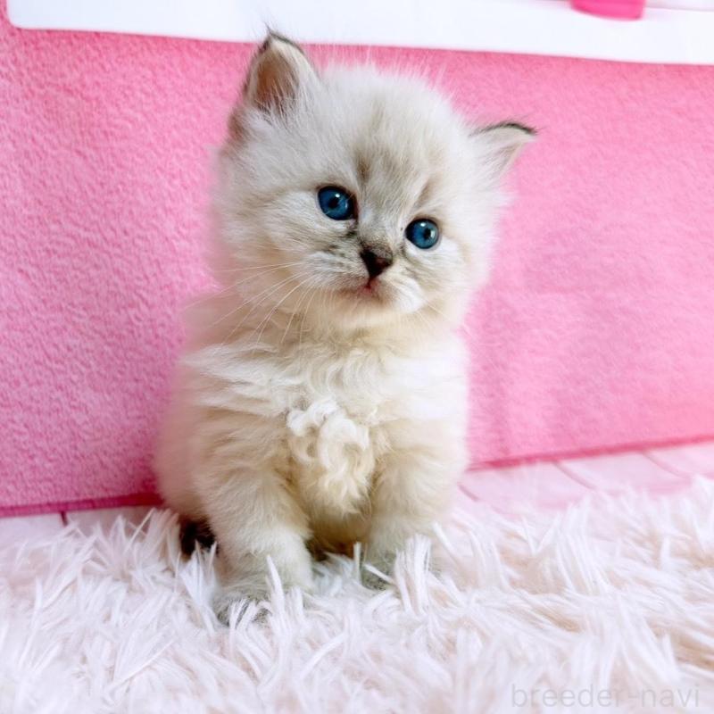 販売中の三重県のサイベリアン-138974