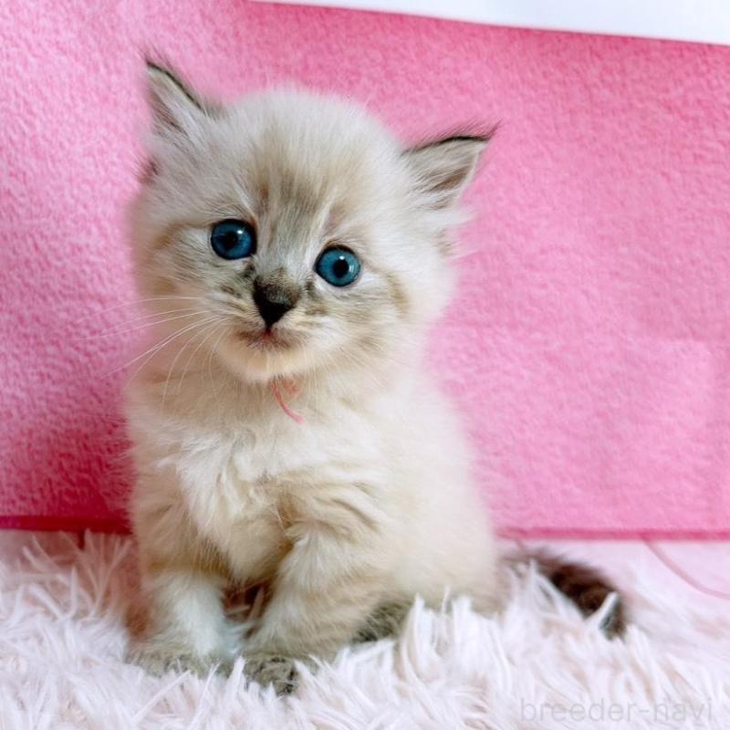 販売中の三重県のサイベリアン-138975の1枚目