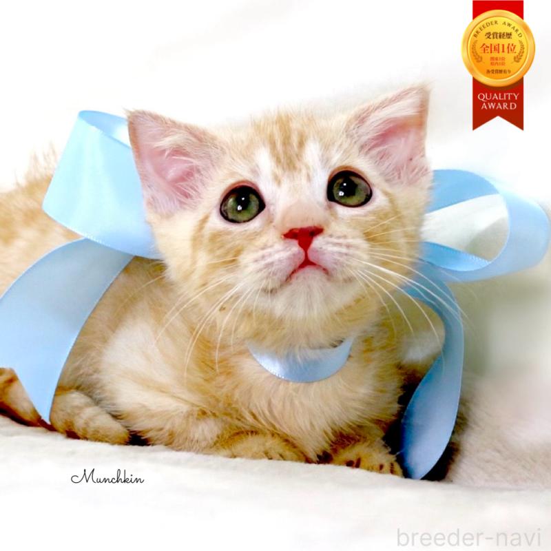 販売中の栃木県のマンチカン(短足)-138630