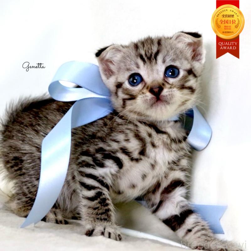 販売中の栃木県のジェネッタ-138677