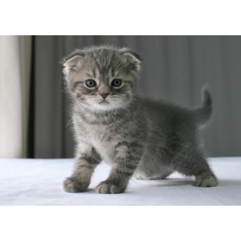 販売中の長野県のスコティッシュフォールド(折れ耳)-138976の4枚目