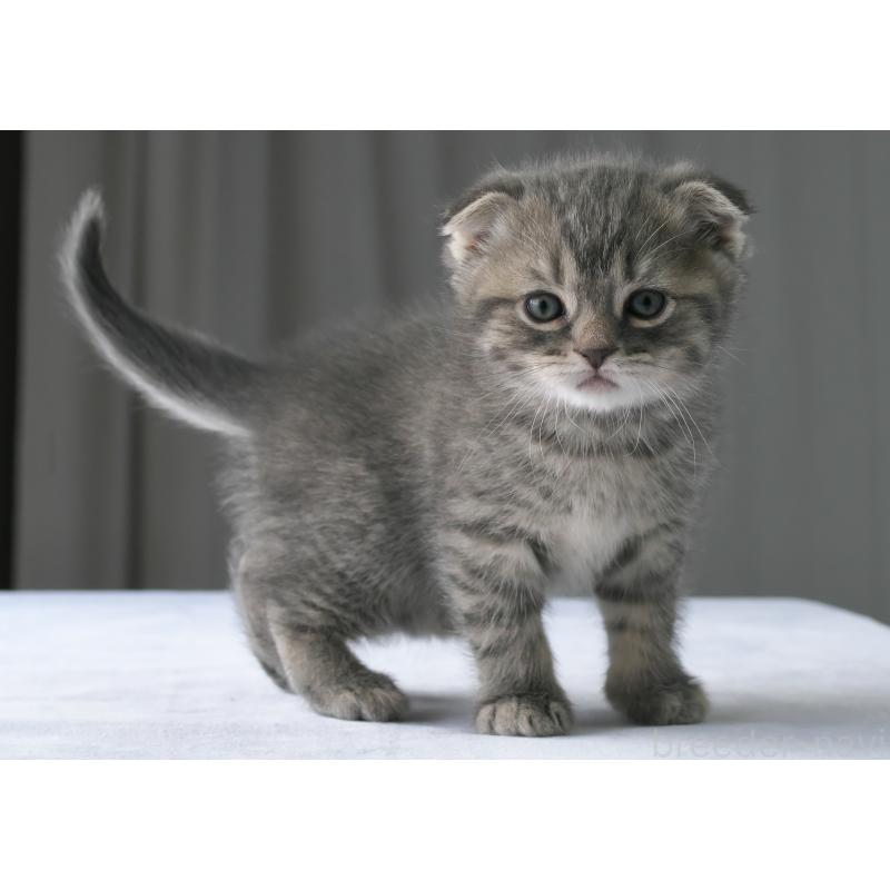 販売中の長野県のスコティッシュフォールド(折れ耳)-138976の3枚目