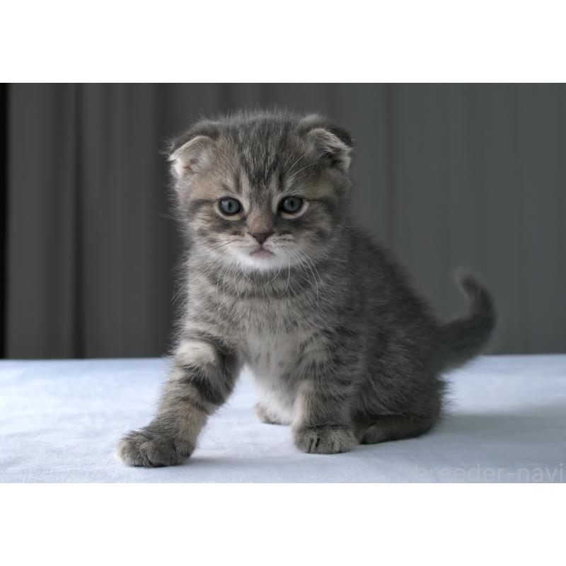 販売中の長野県のスコティッシュフォールド(折れ耳)-138976の2枚目