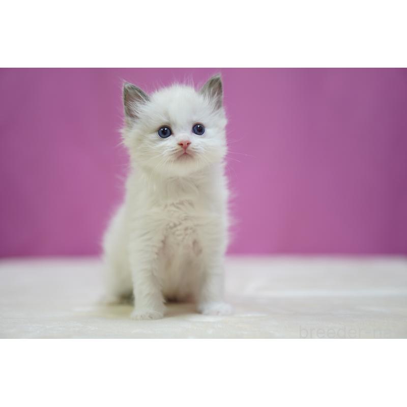 販売中の埼玉県のラグドール-138977の8枚目