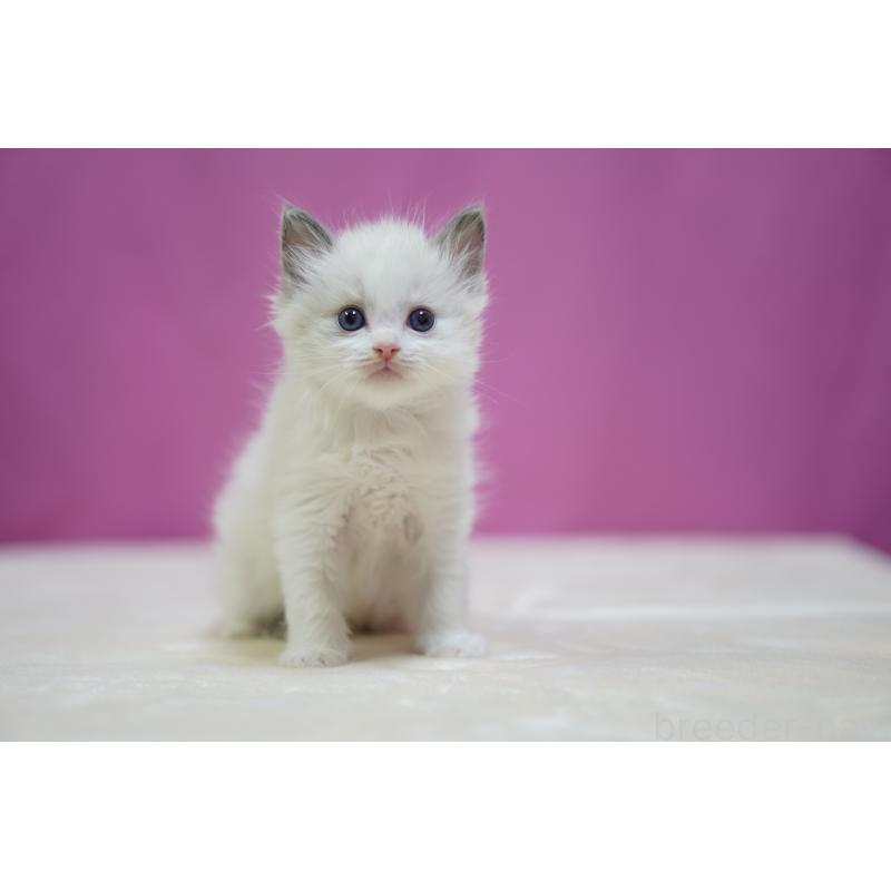 販売中の埼玉県のラグドール-138977の6枚目