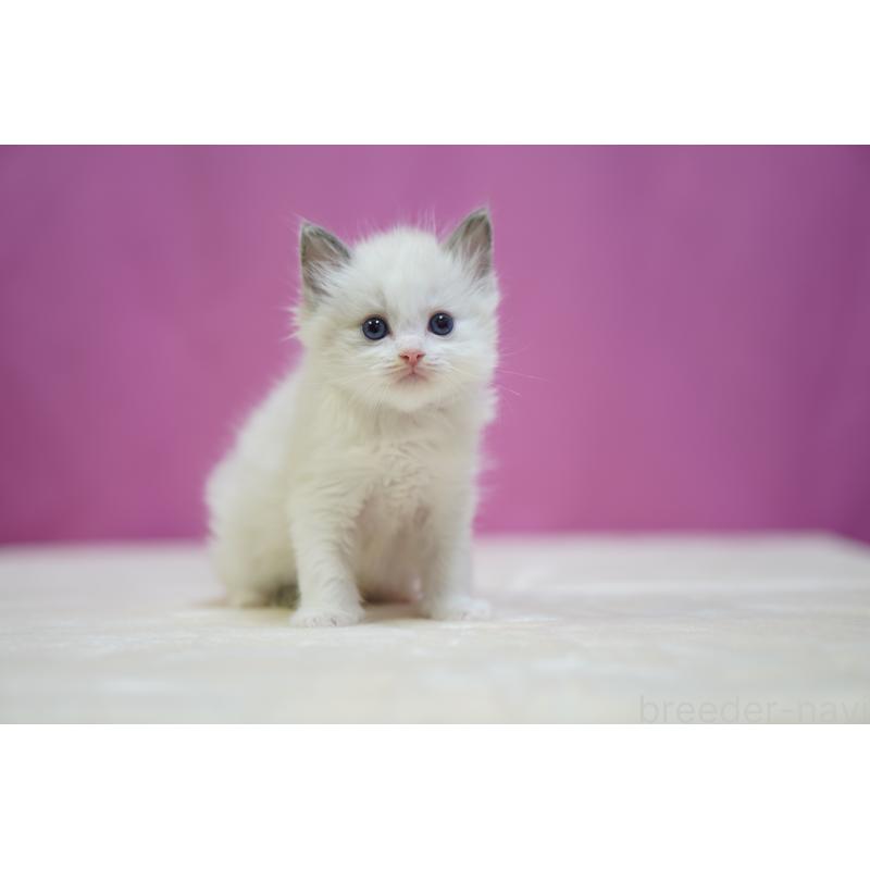 販売中の埼玉県のラグドール-138977の5枚目