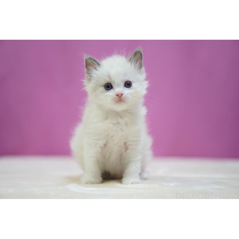 販売中の埼玉県のラグドール-138977の4枚目