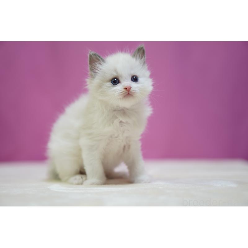 販売中の埼玉県のラグドール-138977の3枚目