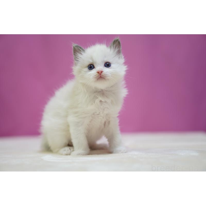 販売中の埼玉県のラグドール-138977の2枚目