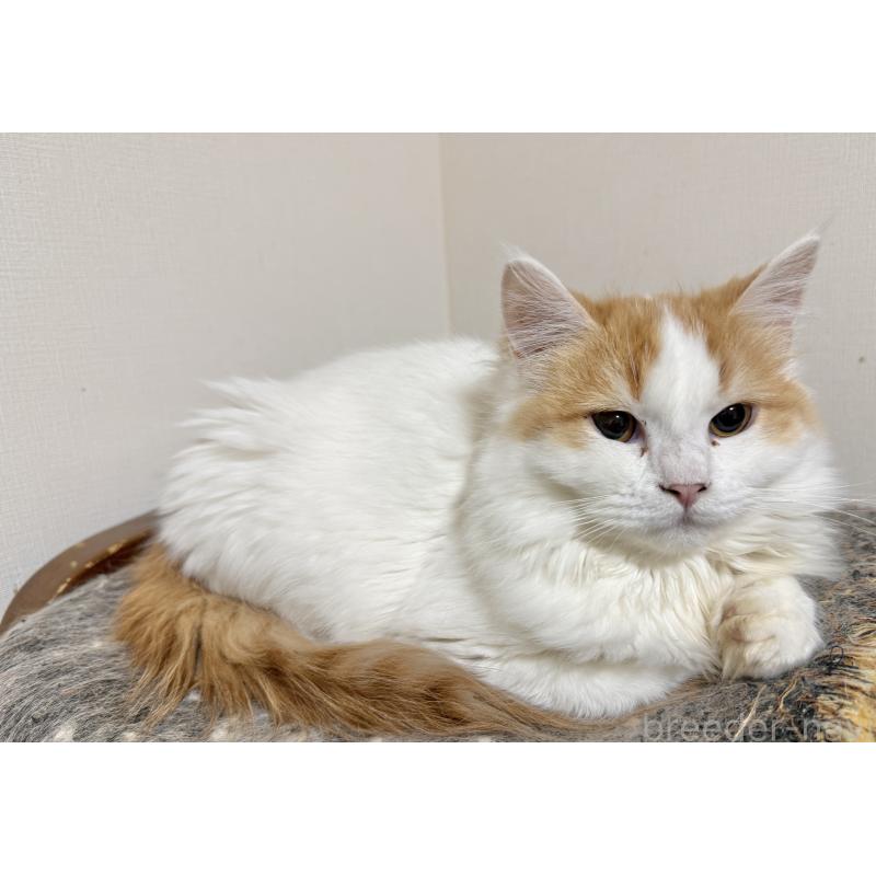 販売中の栃木県のマンチカン-135167