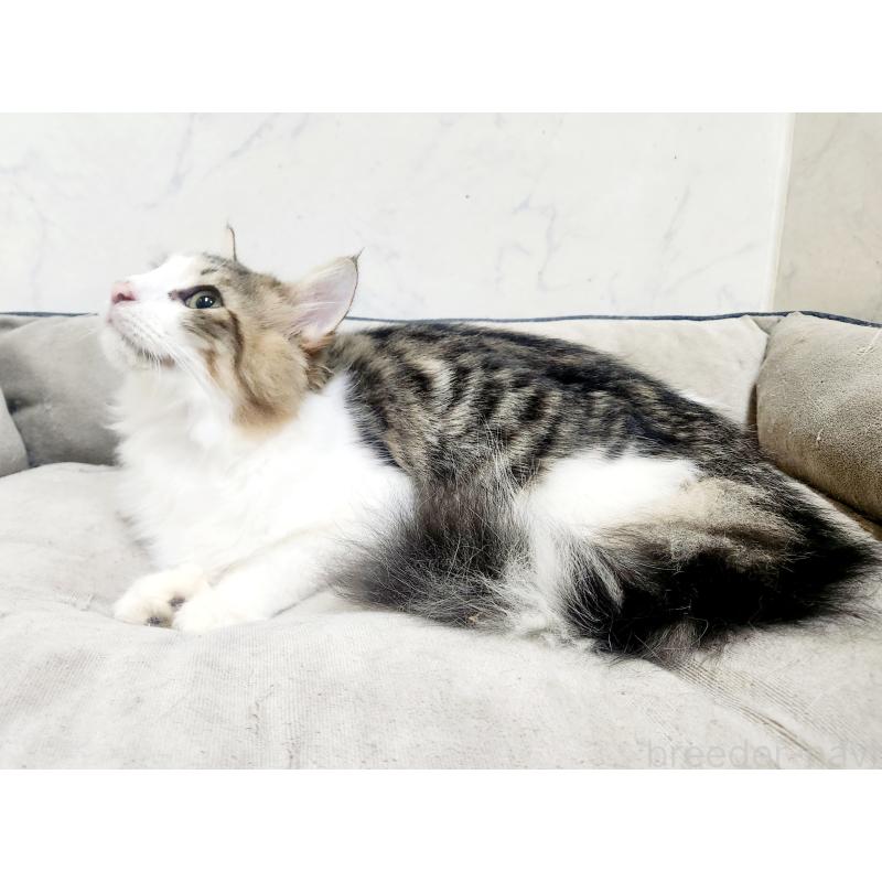 販売中の北海道のノルウェージャンフォレストキャット-138978の6枚目