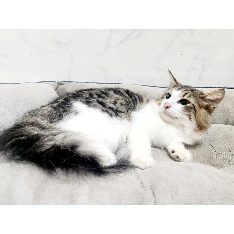 販売中の北海道のノルウェージャンフォレストキャット-138978の5枚目