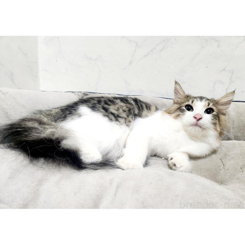 販売中の北海道のノルウェージャンフォレストキャット-138978の4枚目