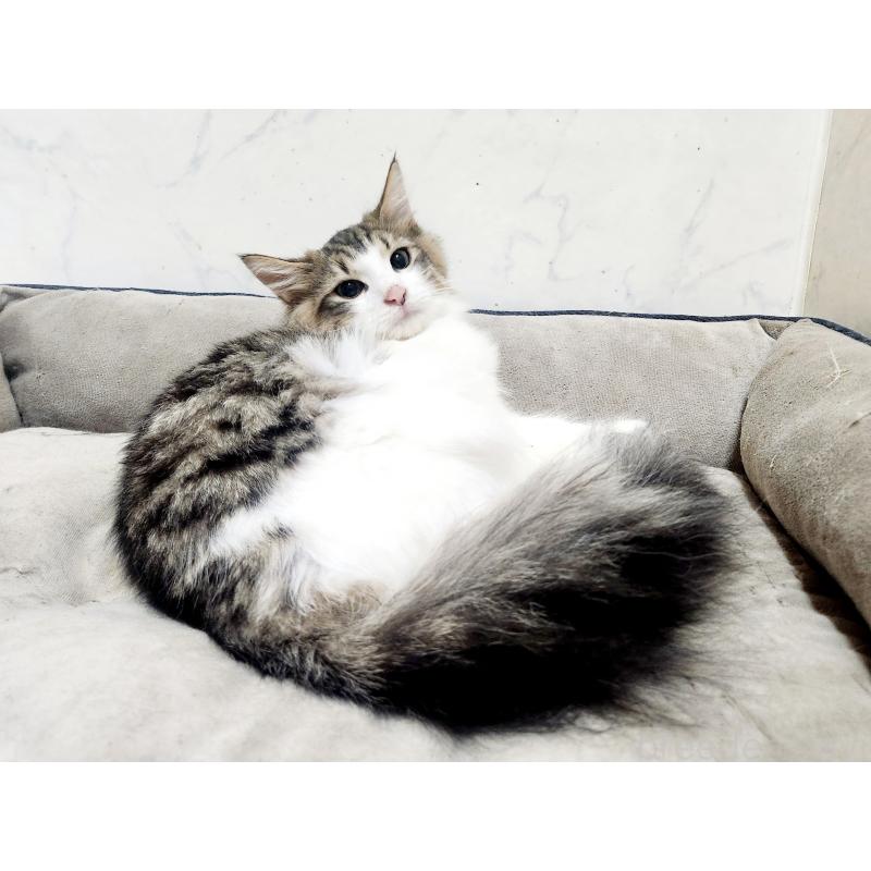 販売中の北海道のノルウェージャンフォレストキャット-138978の3枚目