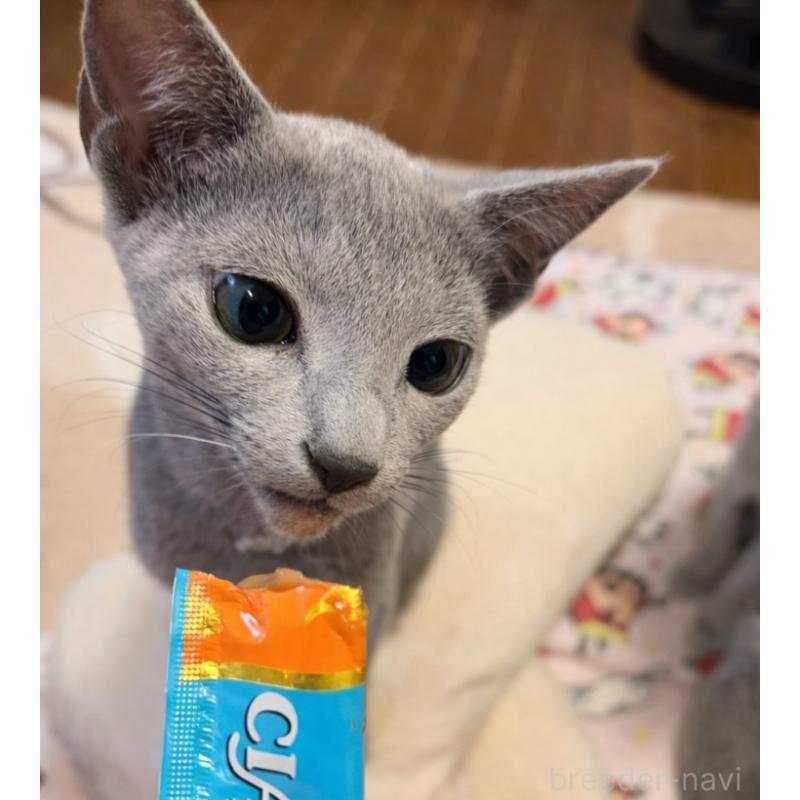 販売中の埼玉県のロシアンブルー-133759の4枚目