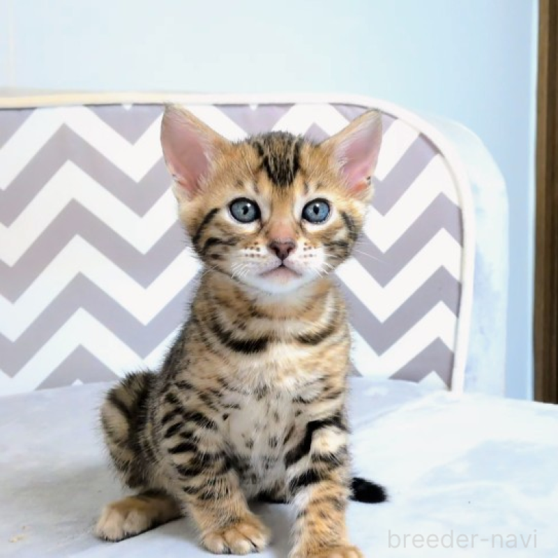 販売中の千葉県のベンガル-138877の1枚目