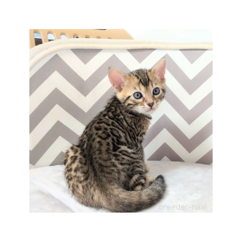 販売中の千葉県のベンガル-138877の6枚目