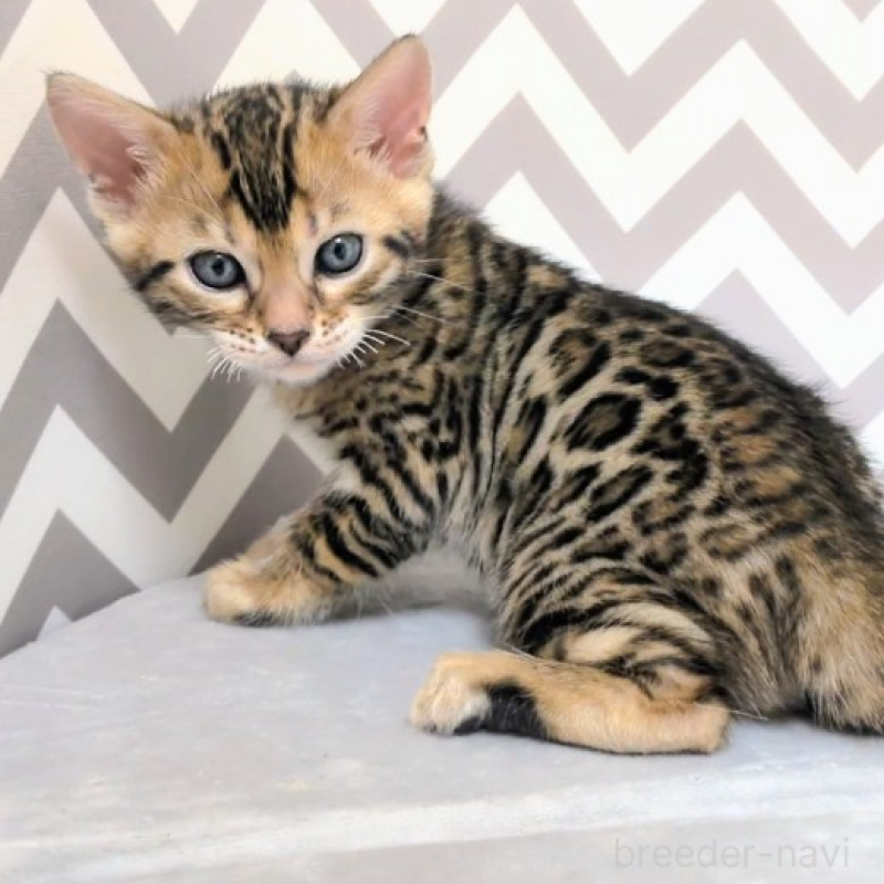 販売中の千葉県のベンガル-138877の5枚目