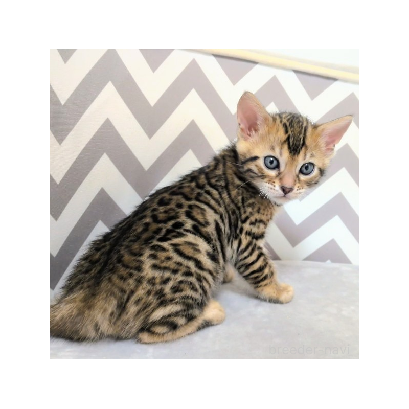 販売中の千葉県のベンガル-138877の4枚目