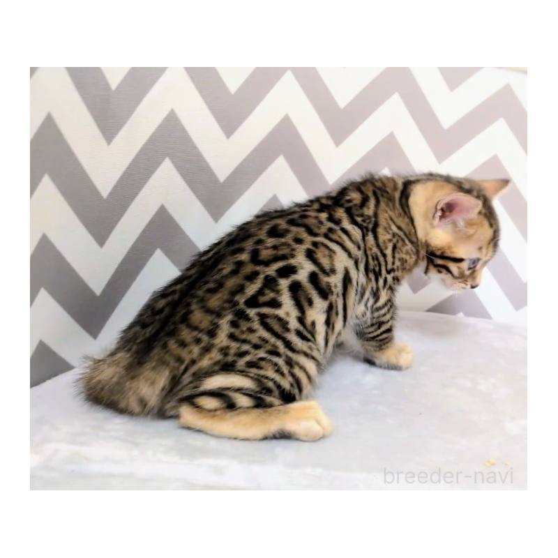 販売中の千葉県のベンガル-138877の3枚目