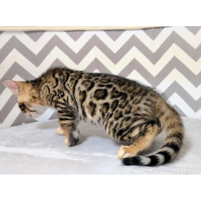 販売中の千葉県のベンガル-138877の2枚目