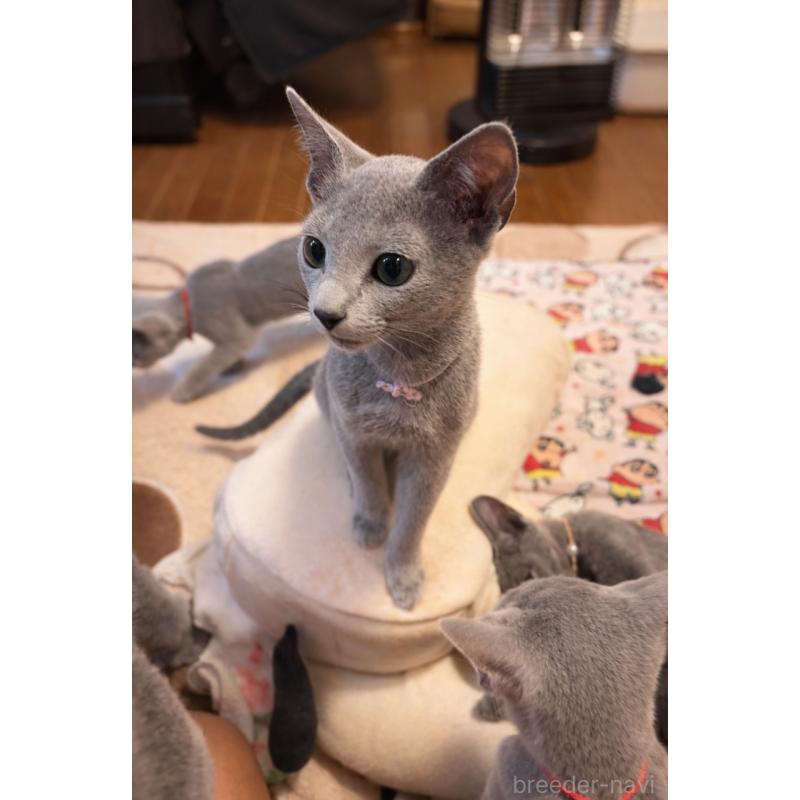 販売中の埼玉県のロシアンブルー-133759