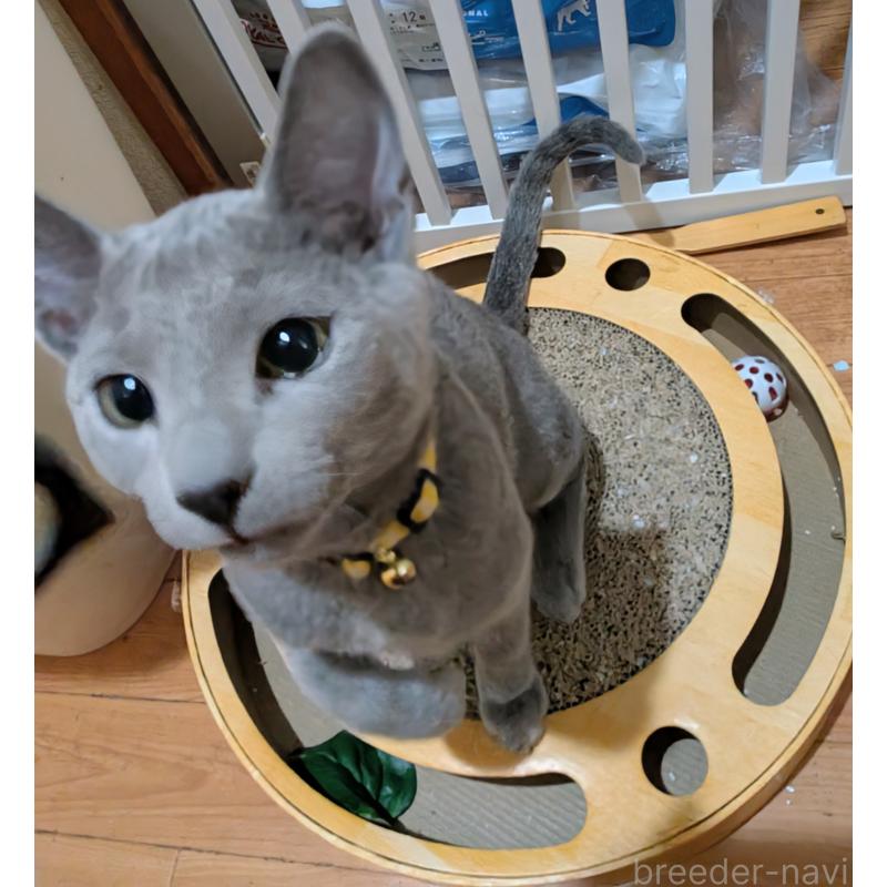 販売中の山形県のロシアンブルー-133590の3枚目