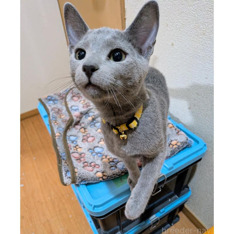 販売中の山形県のロシアンブルー-133590の2枚目