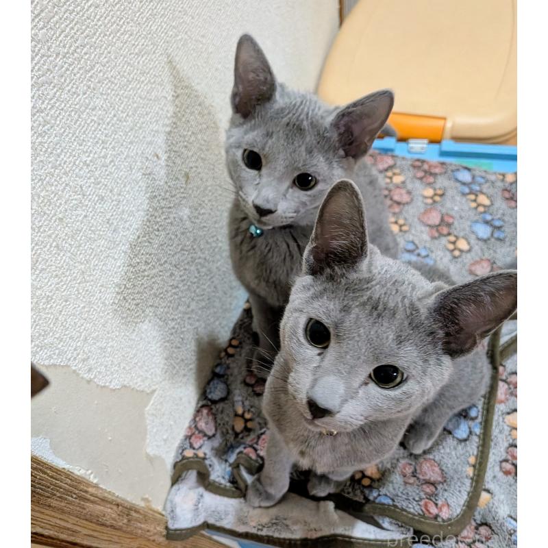 販売中の山形県のロシアンブルー-133588の7枚目