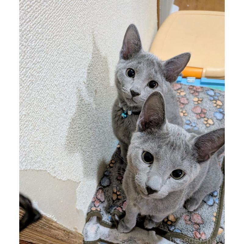 販売中の山形県のロシアンブルー-133588の6枚目