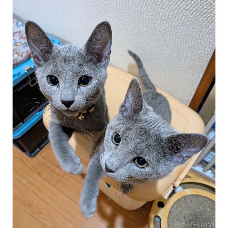 販売中の山形県のロシアンブルー-133588の4枚目