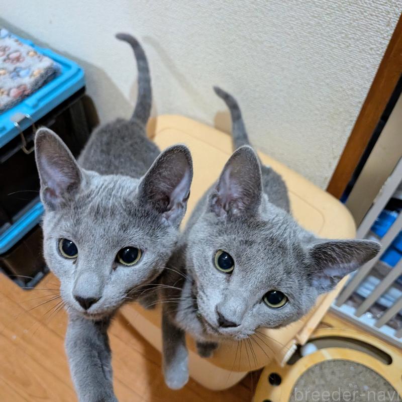 販売中の山形県のロシアンブルー-133588の3枚目