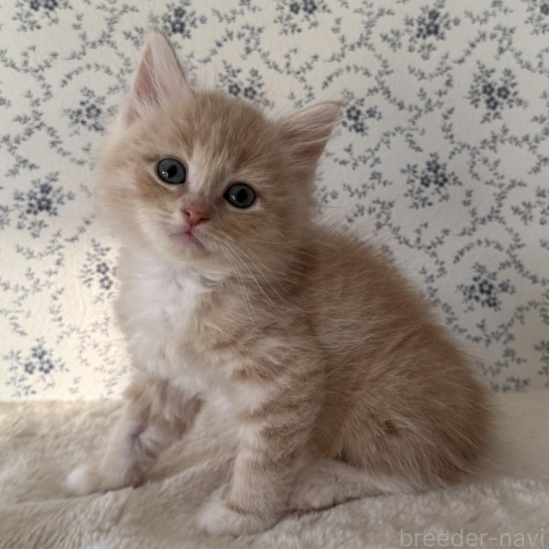 販売中の茨城県のサイベリアン-138878の8枚目