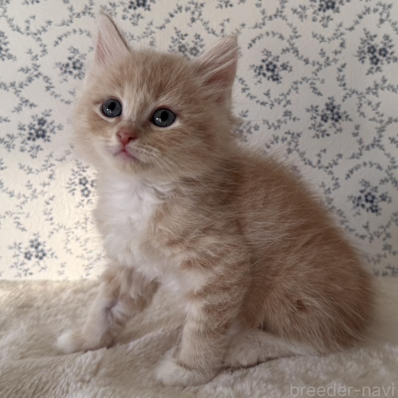 販売中の茨城県のサイベリアン-138878の7枚目