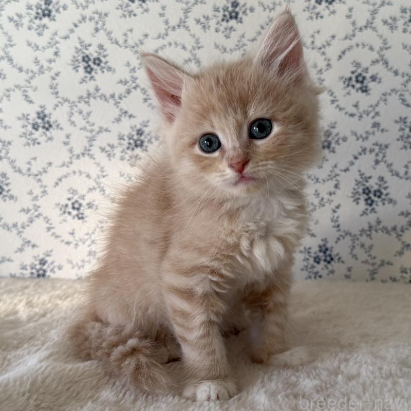 販売中の茨城県のサイベリアン-138878の6枚目