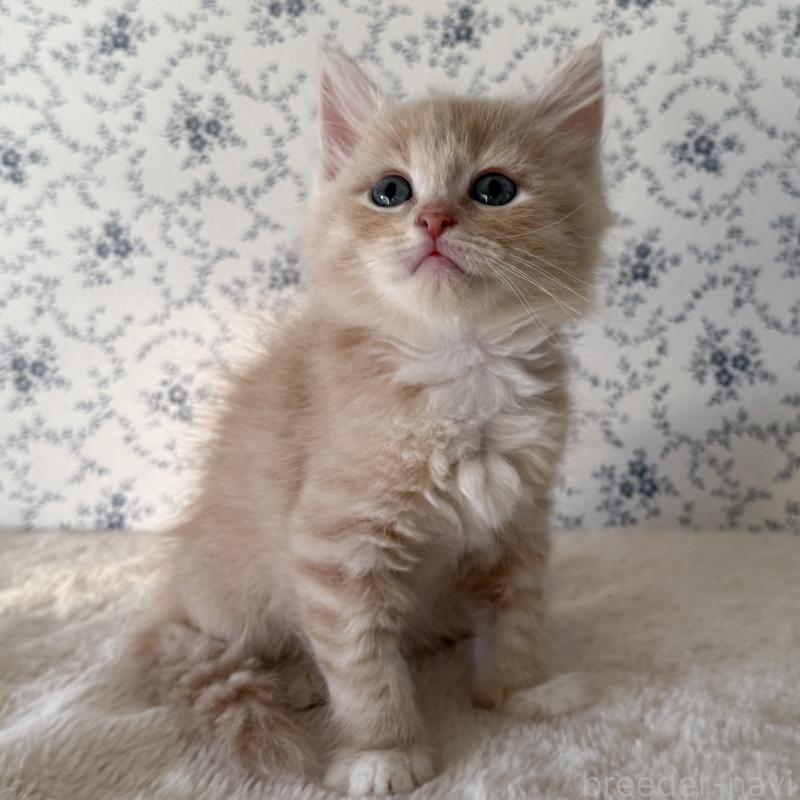 販売中の茨城県のサイベリアン-138878の5枚目