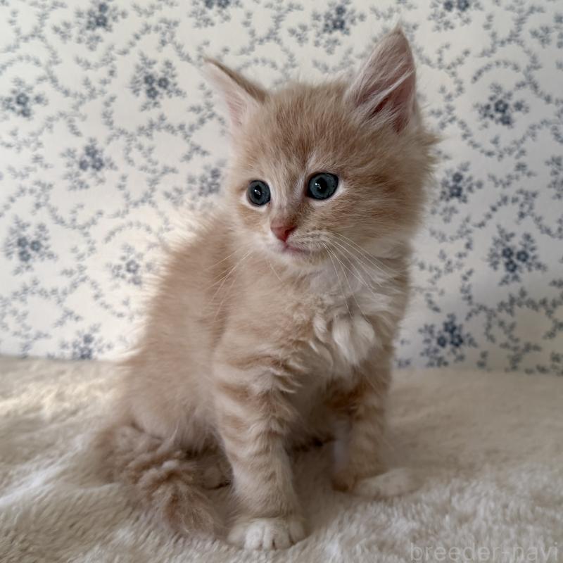 販売中の茨城県のサイベリアン-138878の4枚目