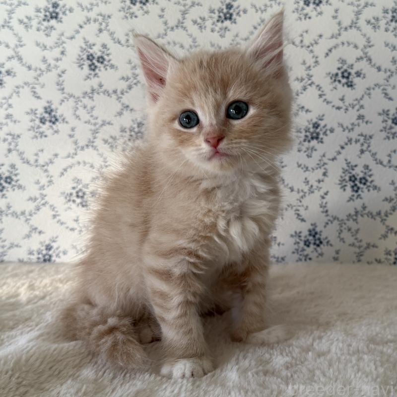 販売中の茨城県のサイベリアン-138878の3枚目