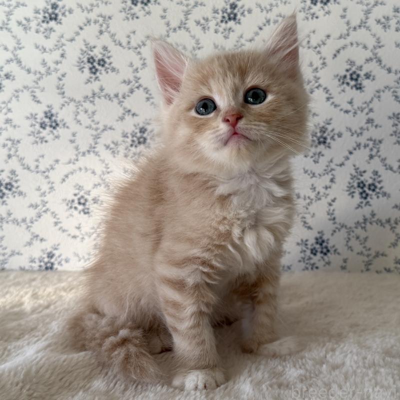 販売中の茨城県のサイベリアン-138878の2枚目