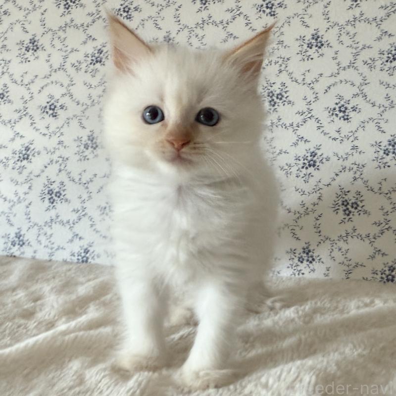 販売中の茨城県のサイベリアン-138879の6枚目