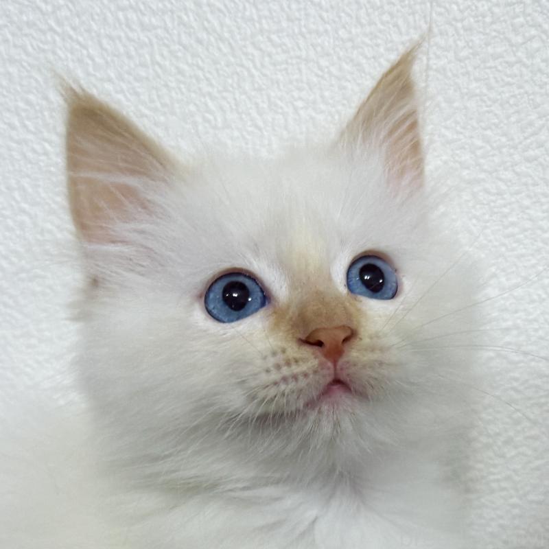 販売中ののサイベリアン-138879