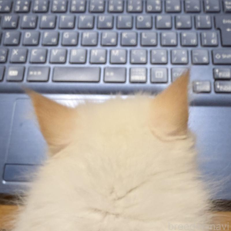 販売中の茨城県のサイベリアン-138879の5枚目